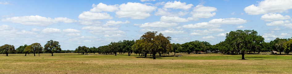 Fototapeta premium landscape with trees