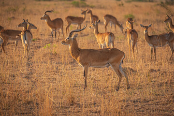 impala in the savannah in Murchison National Park, Uganda, Africa