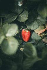 Champs de Fraises avec des grappes de fraises bien rouge, dans les Landes en France