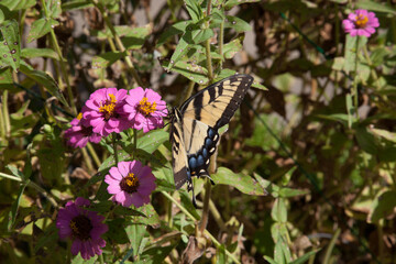 A lovely butterfly collecting pollen from a flower