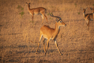 Naklejka na ściany i meble impala in the savannah in Murchison National Park, Uganda, Africa