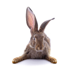Fototapeta premium One brown rabbit.
