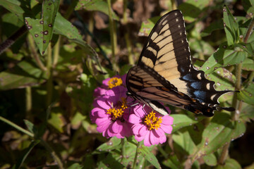 A lovely butterfly collecting pollen from a flower