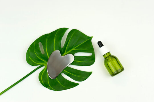 An unbranded green CBD cannabis oil with a Gua sha massaging scraping tool lie on a green leaf of monstera