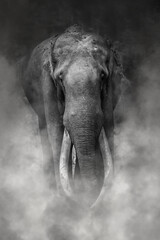Fine art image of disappearing ivory of elephants