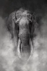 Foto op Aluminium Fine art afbeelding van verdwijnend ivoor van olifanten © Arvind