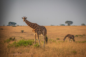Naklejka na ściany i meble Giraffes in Murchison National Park, Uganda, Africa