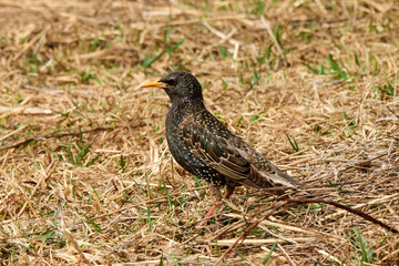 Common Starling or European Starling (Sturnus vulgaris). Bird looks out for prey in dry grass in early spring. Plumage of a bird with a metallic sheen