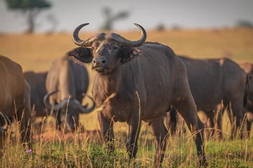 Cercles muraux Parc national du Cap Le Grand, Australie occidentale Buffalo in savannah in Murchison National Park, Uganda, Africa