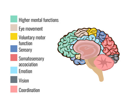 Brain Anatomy Areas Composition
