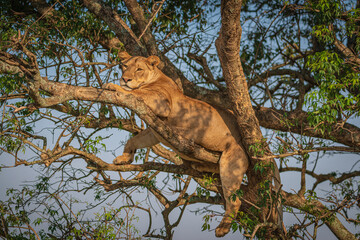 Lions on a tree in Murchison National Park, Uganda, Africa