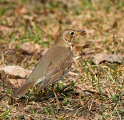 Song Thrush (Turdus philomelos). Bird looks out for prey in dry grass in early spring