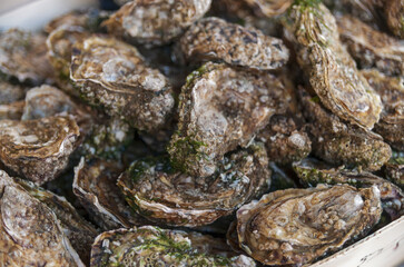 Seafood, Oysters In The Market Hall Of Trouville Sur Mer, Deauville, Normandy, France