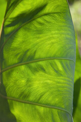 Green leaf for a natural abstraction