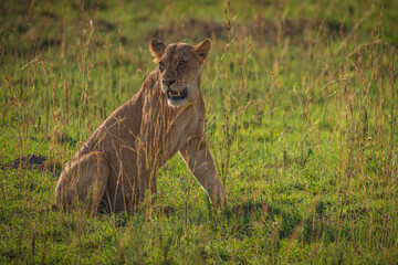 Lions in Murchison National Park, Uganda, Africa