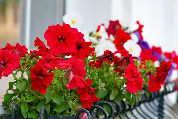 Red flowers on the lattice of the window on the city street