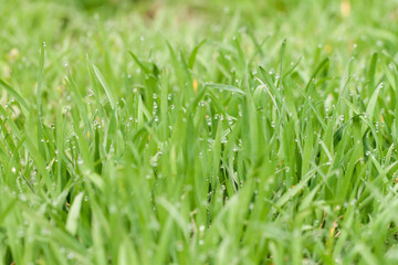 Morning dew on the green grass. Springtime.