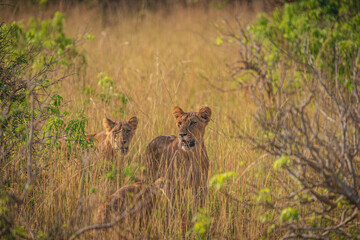 Lions in Murchison National Park, Uganda, Africa