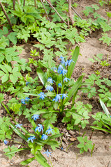Small plants with blue flowers on the ground among the green grass.