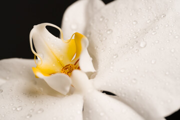 A white orchid on a dark background with drops of water