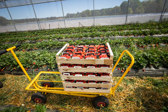 Barquettes de fraises rouge dans un champs pendant la récolte en  France dans les Landes