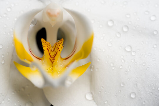 A white orchid on a dark background with drops of water