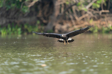 The Great black hawk (Buteogallus urubitinga)