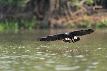 The Great black hawk (Buteogallus urubitinga)