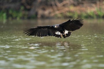 The Great black hawk (Buteogallus urubitinga)