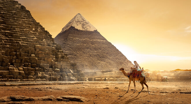camel near pyramid in egypt sunset desert