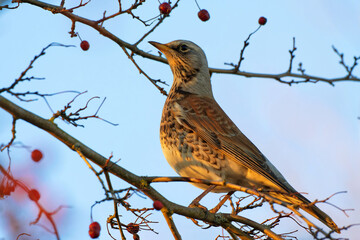 Wacholderdrossel in einer Eberesche