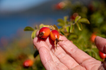 woman's hands holding rosehip