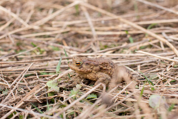water toad swamp. Frog in the grass
