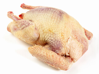 Raw Pigeon on white Background - Isolated
