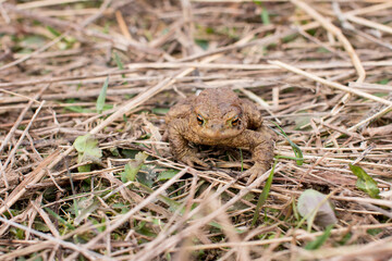 water toad swamp. Frog in the grass