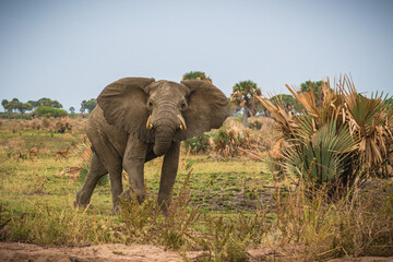 African elephant in the savannah in Murchison National Park, Uganda, Africa
