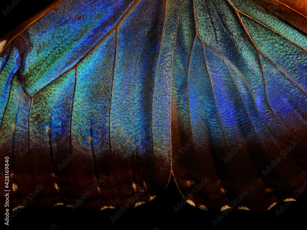 Poster wings of a butterfly morpho texture background. morpho butterfly. selective focus