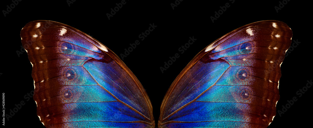 Aufkleber wings of a butterfly morpho texture background. morpho butterfly.