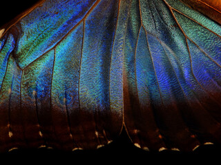 Wings of a butterfly Morpho texture background. Morpho butterfly. Selective focus  