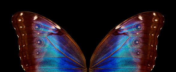 Wings of a butterfly Morpho texture background. Morpho butterfly. 