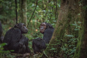 Chimpanzee in Kibale National Park in Uganda, Africa - obrazy, fototapety, plakaty