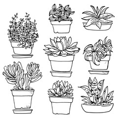 Succulents. Cacti line drawn on a white background. Flowers in the desert. Vektoryny drawing succulents.