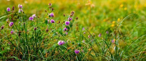 Purple wildflowers in the meadow among the green grass. Summer background