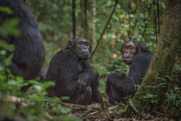 Chimpanzee in Kibale National Park in Uganda, Africa