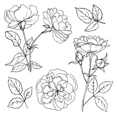 Roses line drawn on a white background. A set of garden flowers. Shrub roses in bud