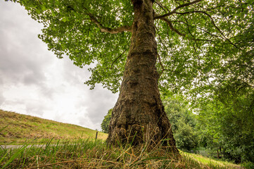 old tree in the park