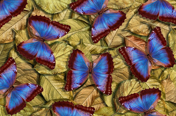 Obraz na płótnie Canvas Gold and blue natural background. Bright colorful blue butterflies on golden leaves. golden fallen leaves. blue morpho butterflies