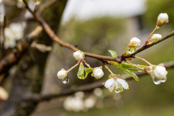 Wiosenny deszcz na pąkach kawiatów