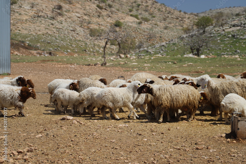 Canvas Prints sheep in the field