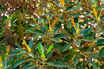 Rubber Tree, Blossom, Island Kos, Greece, Europe